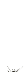 ด้วง ภาพเคลื่อนไหว-gif